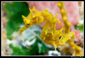 Last one of the year; Soft coral seahorse  Hippocampus-de... by Dray Van Beeck 